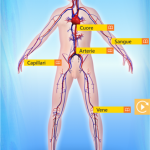 Esplorando il corpo umano in 3D