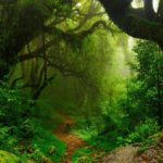 Amazon Rainforest