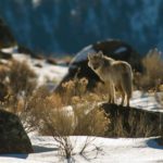 Animals of Yellowstone