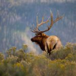 Animals of Yellowstone