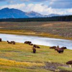 Animals of Yellowstone