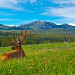 Animals of Yellowstone