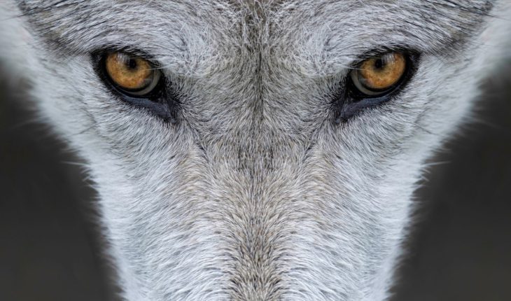 Microsoft pubblica due nuovi bellissimi temi per Windows 10: Animals of Yellowstone e Amazon Rainforest
