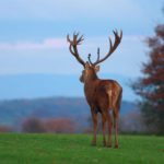 Antlers and Horns