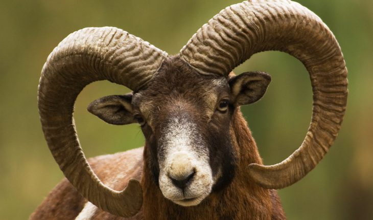 Antlers and Horns è il nuovo Tema di Windows 10 dedicato agli animali cornuti pubblicato sullo Store da Microsoft